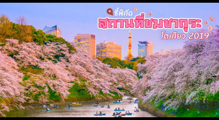 ซากุระญี่ปุ่น