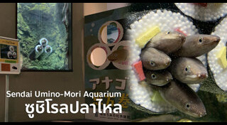 ปลาไหลทะเล