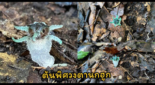 อุ้มผาง