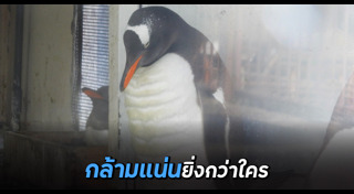 เพนกวิน