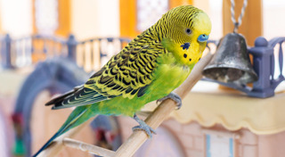 วิธีดูแลสัตว์เลี้ยง