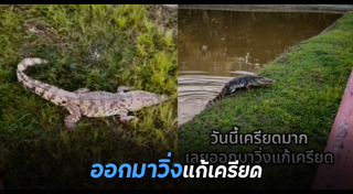 จระเข้