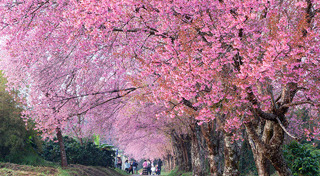 ที่เที่ยวเชียงใหม่