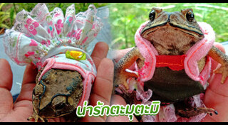 คางคก