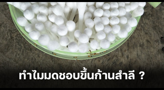 วิธีกำจัดมด