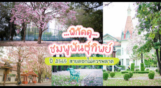 ดอกชมพูพันธุ์ทิพย์