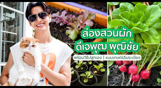 ปลูกผัก