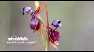 พันธุ์ไม้