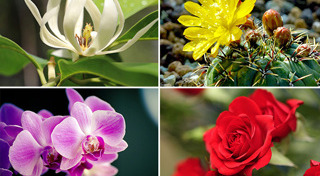 ต้นไม้ปลูกกลางแจ้ง