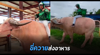 ควายเผือก