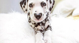 ดัลเมเชียน