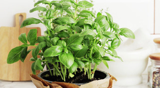 สมุนไพรไทย