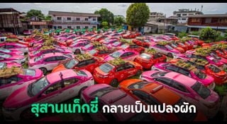 แปลงปลูกผัก