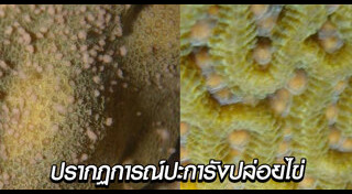 ปะการัง