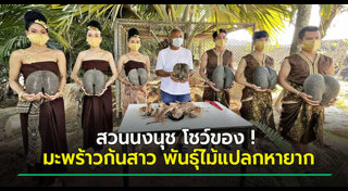 มะพร้าวก้นสาว