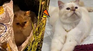 แมวถูกทิ้ง