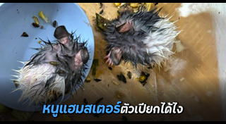 หนูแฮมสเตอร์