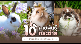 กระต่าย