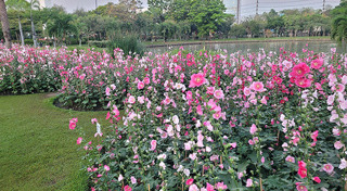 ทุ่งดอกไม้