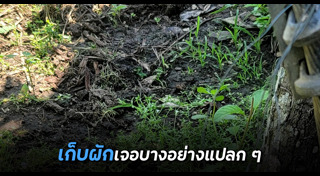 งูยักษ์