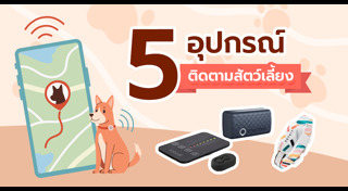 ปลอกคอแมว