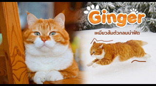 รูปแมวตลกๆ