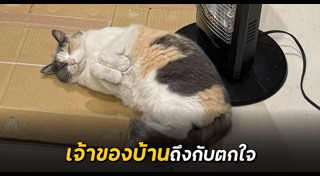 แมวจรจัด