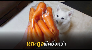 เรื่องแปลกญี่ปุ่น