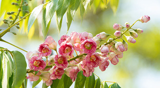 ท่องเที่ยวไทย