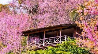 พญาเสือโคร่ง