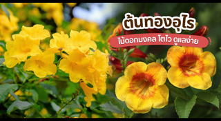 ดอกไม้มงคล