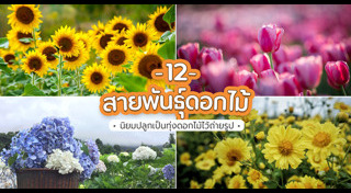 ทุ่งดอกไม้