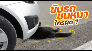 รถชนสัตว์