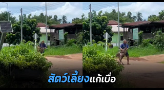 นกกระจอกเทศ