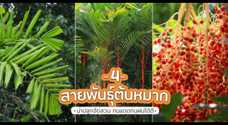 ต้นไม้จัดสวน