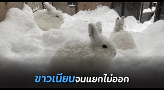 กระต่าย