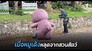 หมูเด้ง เขาเขียว