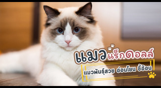 แมวแร็กดอลล์