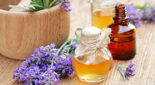 แมลงสาบ