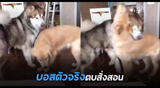 หมากัดกัน