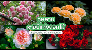 ดอกกุหลาบ