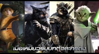 รูปแมวตลกๆ