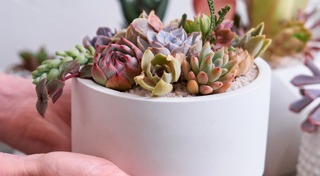 ต้นไม้อวบน้ำ