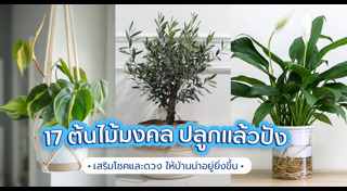 ต้นไม้ปลูกในบ้าน