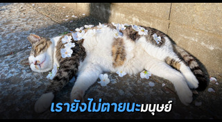 แมวจรจัด