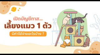 วิธีเลี้ยงแมว