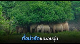 ช้างป่า