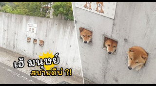 ชิบะ อินุ