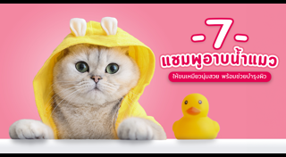 วิธีเลี้ยงแมว