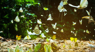 ที่เที่ยวเพชรบุรี